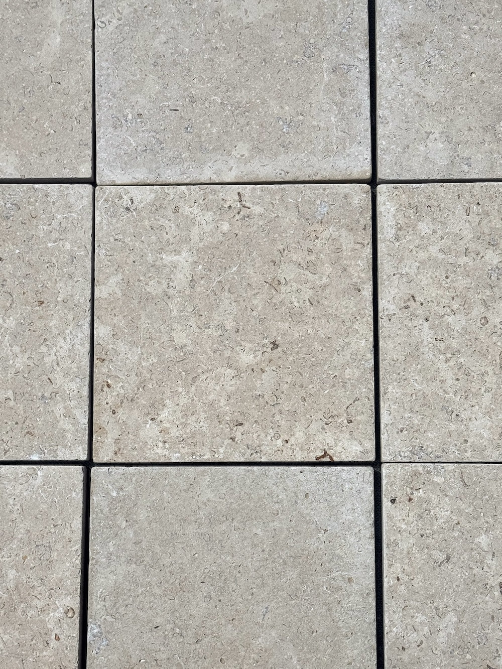 Champollion Venetum | 250x250x20mm | Kalksteen